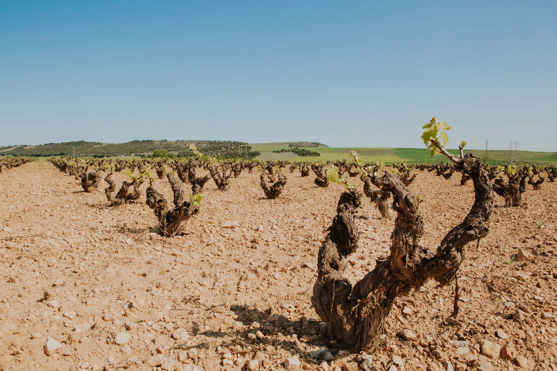 viñas-bodegas-el-inicio